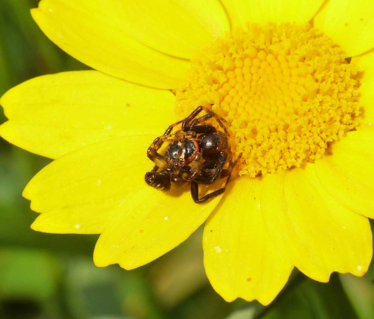 Synema globosum: variazioni sul tema